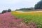 Lavender and colorful flower fields at Furano, Hokkaido