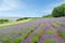 Lavender and colorful flower in summer at furano hokkaido japan