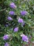 Lavender colour Butterfly Bush Flowers