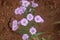 Lavender colour flowers with mud background