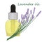 Lavender essential oil vector illustration