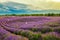 Lavender Estate Huocheng in Huochen county