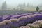 Lavender farm