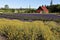 Lavender farm