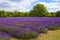 Lavender farm in Banstead, Surrey, UK