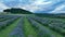 Lavender farm field drone aerial farming magic scenic sunset Lavandula angustifolia growing purple true English flower