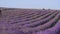 Lavender Farm, Growing and cutting lavender flowers. Lavender commercially grown, harvesting. Family farm eco business