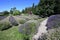 Lavender farm in Sequim, Washington on clear sunny summer day.
