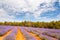 Lavender farm in Tasmania