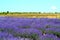 Lavender farmland