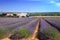 The lavender farmland in Provence