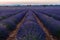 Lavender farmland at sunset with mountains on the horizon. Selective focus. Horizontal Photography