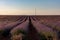 Lavender farmland at sunset with mountains and a lonely telephone pole. Selective focus