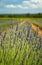 Lavender field