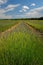 Lavender field