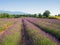 Lavender field