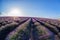 Lavender field against blue sky in Provence, France