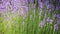 Lavender field background aromatherapy flowers.