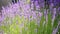 Lavender field background aromatherapy flowers.