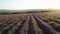Lavender field on background of hills on horizon. Shot. Top view of beautiful lavender bushes planted in straight rows