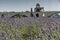 Lavender field and in the background a historic bridge in Avignon