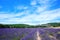 Lavender field at Banon, France