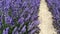 Lavender field. Beautiful lavender landscape. Nature, travel. Vertical video. 4K