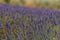 Lavender field, beautiful medicinal lavender flowers with beautiful bokeh