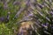 Lavender field, beautiful medicinal lavender flowers with beautiful bokeh