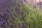 Lavender field, beautiful medicinal lavender flowers with beautiful bokeh