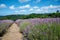 Lavender field in bloom, Sale San Giovanni, Piedmont, Italy