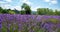 Lavender field in bloom, Sale San Giovanni, Piedmont, Italy