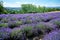 Lavender field in bloom, Sale San Giovanni, Piedmont, Italy