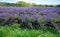 Lavender field in bloom, Sale San Giovanni, Piedmont, Italy