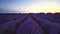 Lavender field, blooming flowers in endless rows on sunset