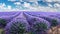 Lavender field in blossom. Rows of lavender bushes stretching to the skyline. Stunning cloudy sky at the background.Brihuega,