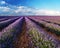Lavender field in blossom. Rows of lavender bushes stretching to the skyline. Stunning sky at the background.Brihuega, Spain