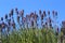 Lavender field with blue sky