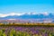 Lavender Field at Choei Lavender Farm Hokkaido Tomita farm. Beautiful purple lavender field at furano in Hokkaido, Japan. Lavend