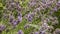 Lavender field close up in garden purple plants aromatherapy lavendula spica