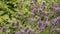 Lavender field close up in garden purple plants aromatherapy lavendula spica