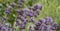 Lavender field close up in garden purple plants aromatherapy lavendula spica