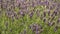 Lavender field close up in garden purple plants aromatherapy lavendula spica