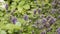 Lavender field close up in garden purple plants aromatherapy lavendula spica