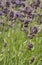Lavender field close up in garden purple plants aromatherapy lavendula spica vertical