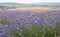 Lavender field, Crimea
