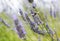 Lavender field detail