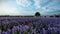 Lavender field at a dutch windmill farm