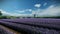 Lavender field at a dutch windmill farm against blue sky, tilt