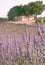 Lavender field with a farmhouse and trees of Provence, France.